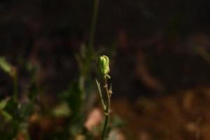 Blühende Pflanzen im Garten im Freien in Karachi Pakistan 2022 foto