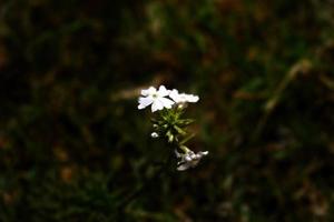 Blühende Pflanzen im Garten im Freien in Karachi Pakistan 2022 foto