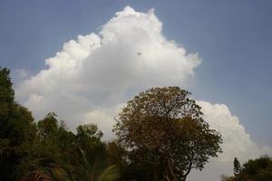 Blühende Pflanzen im Garten im Freien in Karachi Pakistan 2022 foto