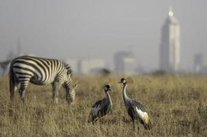 Zwei gekrönte Kraniche im Nairobi-Nationalpark foto