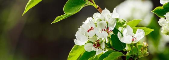 kirschblüten auf einer zweignahaufnahme. Blühender Baum im Garten. foto