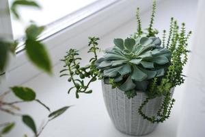 Mini-Garten verschiedener Sukkulenten in einem Keramiktopf auf der Fensterbank. schönes gemischtes Sukkulenten-Arrangement. foto