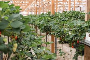 Erdbeer-Hängefarm. die moderne Technologie des Beerenanbaus in Gewächshäusern foto