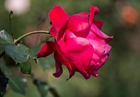 rote Rosenblume im Garten foto