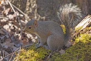 östliches graues eichhörnchen im wald foto