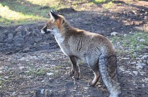 der Rotfuchs foto