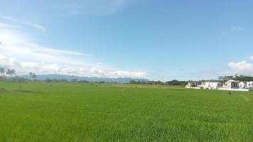 Reisfeld-Landschaftsansicht in Magelang Indonesien foto