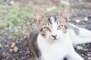 entzückende süße Katze als Hintergrund foto