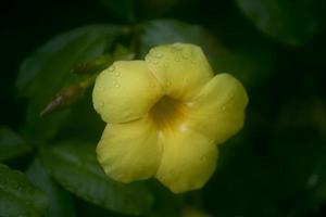 schöne gelbe alamanda-blumen im garten, alamanda oder allamanda ist eine zierpflanze, die als alamanda-blume bekannt ist und auch als goldene trompetenblume, gelbe glockenblume oder butterblume bekannt ist foto