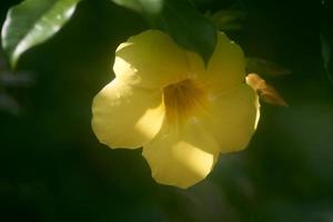 schöne gelbe alamanda-blumen im garten mit tropfen, alamanda oder allamanda ist eine zierpflanze, die als alamanda-blume bekannt ist und auch als goldene trompetenblume oder gelbe glockenblume bekannt ist. foto