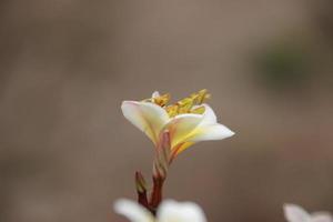 Frangipani-Baumblätter und -blumen auf unscharfem Hintergrund und Blumenheuschrecke foto