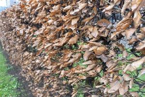 trockene braune Blätter Naturhecke foto