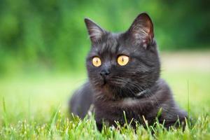 Porträt einer schwarzen Katze foto