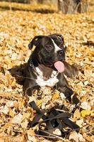 Porträt des amerikanischen Staffordshire-Terriers, der auf Laub legt foto