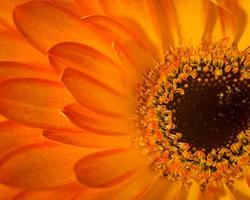 Makro-Nahaufnahme einer sonnigen orangefarbenen Blume foto