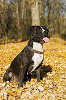 Porträt des amerikanischen Staffordshire-Terriers gegen Laub foto