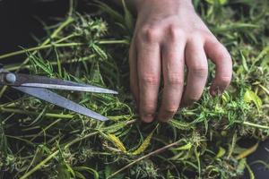 Cannabis-Trimmprozess, Marihuana-Trimm mit einer Schere foto