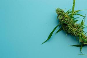 medizinisches cannabis oder marihuanapflanze, hintergrundkopienraum foto
