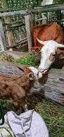 Porträt von Kalb und Kuh im Stall des Bauern foto