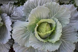 isolierter Kohl mit Beschneidungspfad auf weißem Hintergrund. foto