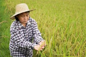 Porträt einer älteren asiatischen Bäuerin hält einen Strauß Reisohr und steht glücklich in der Nähe ihres Reisfeldes. gesundes leben und glückliches leben nach dem pensionskonzept. foto