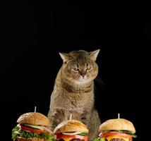 Porträt einer erwachsenen grauen Katze Scottish Straight, die Cheeseburger mit einem Sesambrötchen traurig ansieht foto