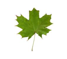grünes Ahornblatt isoliert auf weißem Hintergrund foto