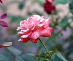 Knospen rosa blühender Rosen im Garten, grüner Hintergrund foto