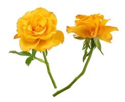 offene Knospe einer schönen gelb blühenden Rose auf einem grünen Stiel foto