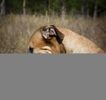 traurige amerikanische Pitbulls, die auf der Natur sitzen foto