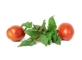 Reife rote Tomaten und grünes Blatt auf weißem Hintergrund. Herbsternte foto