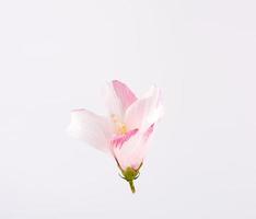 geschlossene Knospe des rosa-weißen Hibiskus auf weißem Hintergrund foto