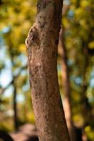 das braune Holz und die Zweige eines Baumes, der im Dschungel steht foto