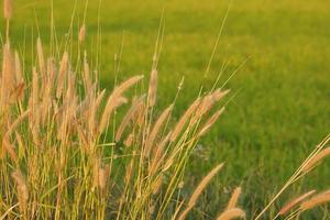 Grasblumen, die im Reisfeldhintergrund blühen foto