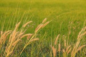 Grasblumen, die im Reisfeldhintergrund blühen foto
