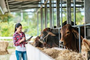 asiatische junge bäuerin mit tablet-pc-computer und kühen im kuhstall auf milchviehbetrieb. landwirtschaftsindustrie, landwirtschaft, menschen, technologie und tierhaltungskonzept. foto