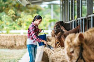 Porträt einer glücklichen asiatischen Bäuerin mit einem Eimer Heu, die Kühe im Kuhstall auf einem Milchviehbetrieb füttert. landwirtschaftsindustrie, landwirtschaft, menschen, technologie und tierhaltungskonzept. foto