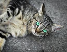 graue katze mit grünen augen liegt auf dem grauen asphalt foto