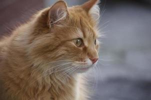 Porträt einer roten Katze foto