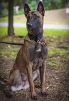 belgischer schäferhund malinois sitzt auf dem grünen gras im park foto