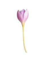 Ungeblasene Knospe einer violetten Krokusblüte an einem langen Stiel foto