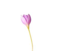 Ungeblasene Knospe einer violetten Krokusblüte an einem langen Stiel foto