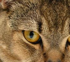 schottisches kätzchen mit orangefarbenen augen und geraden ohren foto