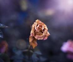 eine getrocknete Rose im Garten foto