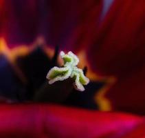 rot blühende Tulpe foto