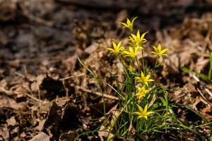 frühlingsgelbe wildblumen zwischen den herbstblättern foto