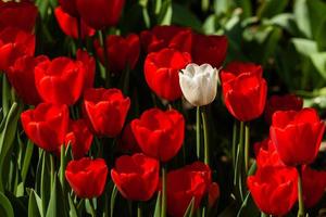 Frühlingsfeld mit bunten Tulpen foto