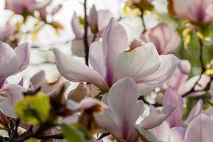 Makro blühende Magnolie auf einem Zweig in der Nähe foto