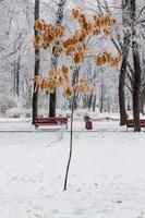 Winterblätter mit Schnee und Raureif bedeckt foto