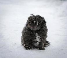 schwarzer zotteliger hund sitzt auf dem schnee foto